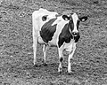 * Nomination Lookout tower “Seedyk Kiekje”, Liemerige Wei, Oudemirdum. Black-and-white cow under the tower. --Famberhorst 05:45, 20 June 2020 (UTC) * Promotion Good quality. --Sonya7iv 07:12, 20 June 2020 (UTC)