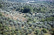 Olivenfelder bei Seggiano