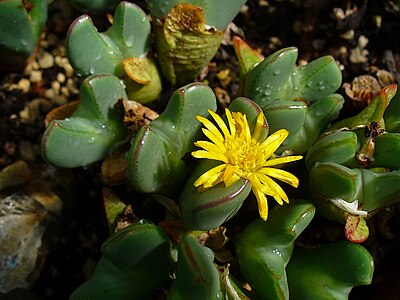 Conophytum spec. Flower