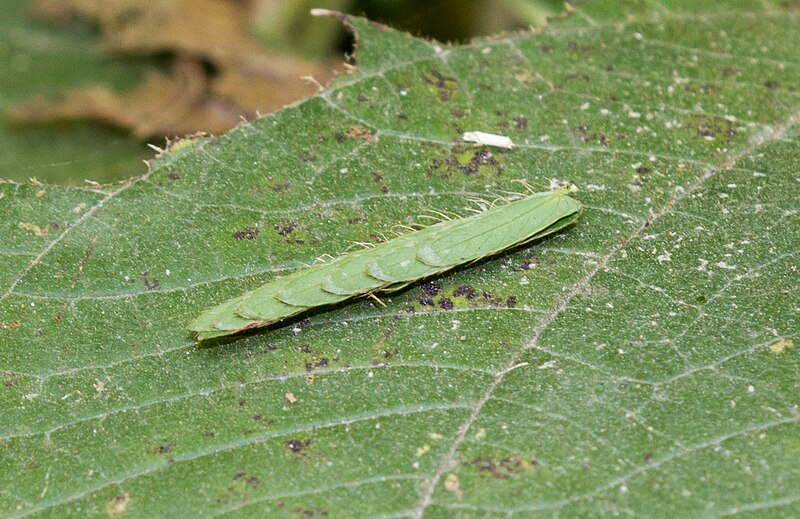 File:Unidentified insect at Mangunan Orchard, Dlingo, Bantul, Yogyakarta 02.jpg