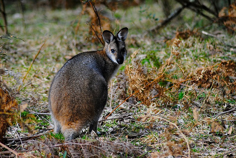 File:Unidentified kangaroo -Blue Mountains, New South Wales, Australia-8 (1).jpg