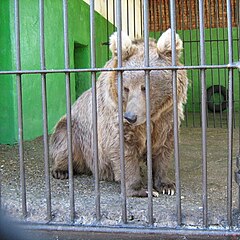 Ursus arctos isabellinus (in Perm Zoo).jpg