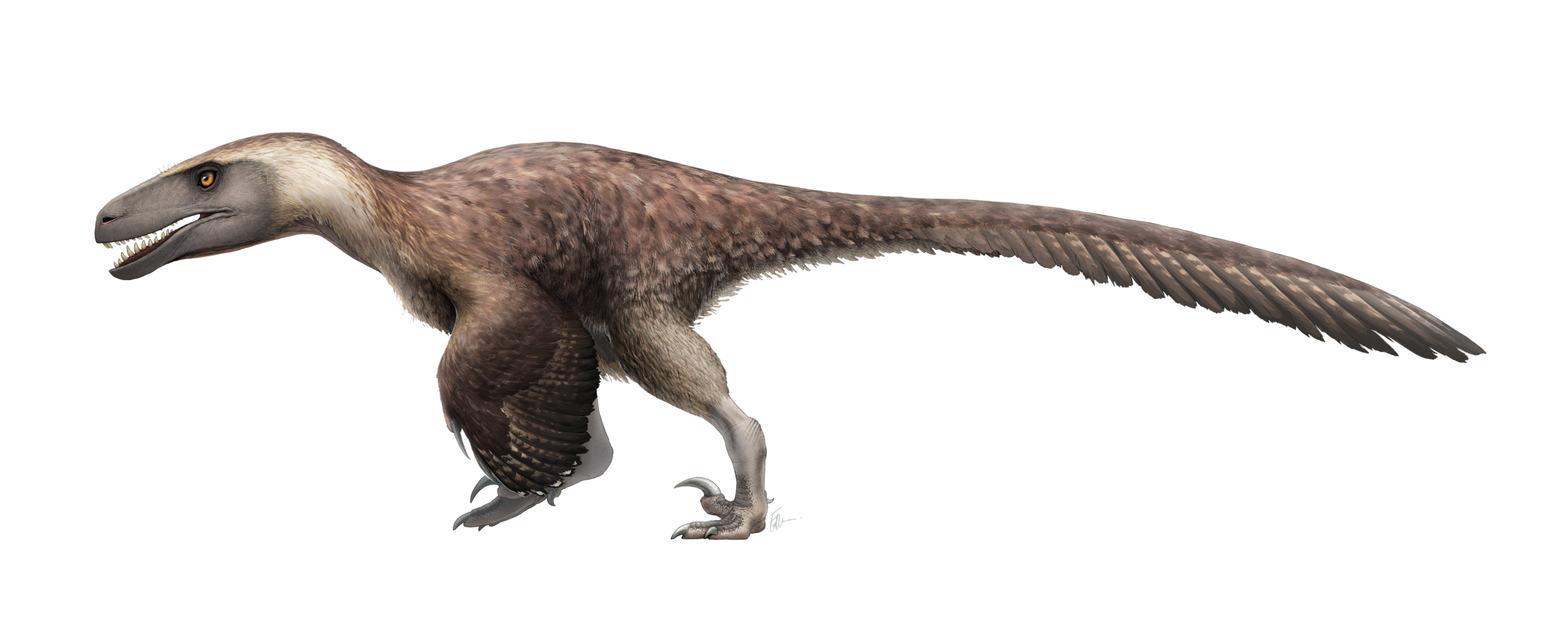 UTAHRAPTOR