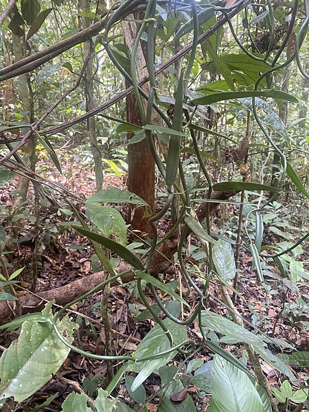 File:Vanilla odorata in forest.jpg