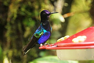 <span class="mw-page-title-main">Velvet-purple coronet</span> Species of hummingbird