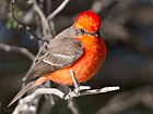 Male vermilion flycatcher