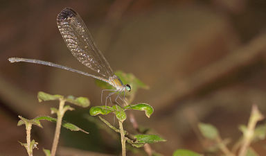 Black-tipped Forest Glory Vestalis apicalis, female