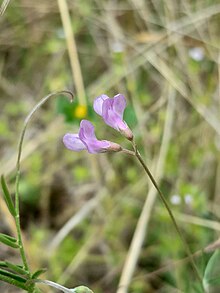 Vicia parviflora.jpg