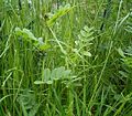 Vicia sepium