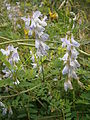 Vicia sylvatica