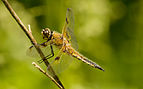 Libellula quadrimaculata