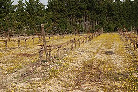 Vigne jaune avec Crepis sancta (Vendémian, Hérault)