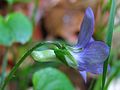 Viola riviniana white spur