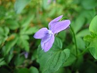 Viola × bavarica