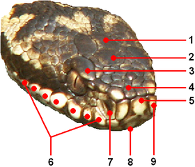 Détails des écailles de la tête : 1 = Pariétale
2 = Frontale
3 = Supraoculaire
4 = Internasale
5 = Rostrale
6 = Supralabiale
7 = Nasale
8 = Mentale
9 = Prénasale