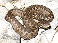 Vipera ursinii macrops.jpg