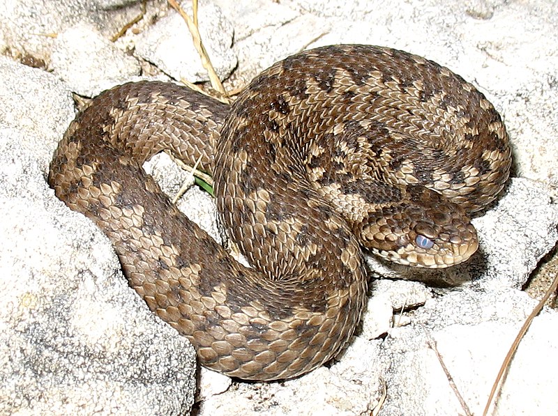 File:Vipera ursinii macrops.jpg