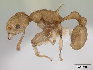 <i>Vombisidris</i> Genus of ants