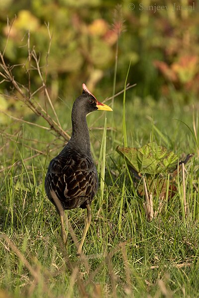 File:Water Cock SJ.jpg