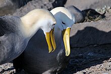 Waved albatross pair Waved Albatross (Phoebastria irrorata) -pair.jpg