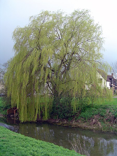 File:Weeping willow in alconbury.jpg