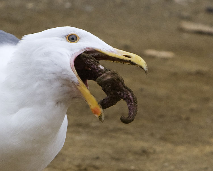 File:Western Gull eating starfish.jpg