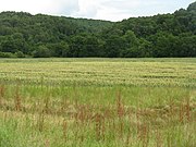 Fields and trees found in a temperate valley in San Loreto.