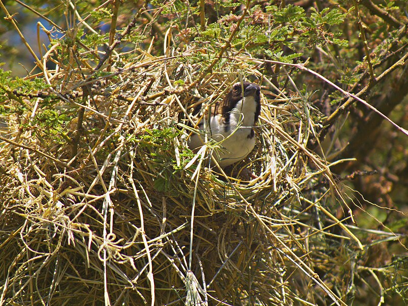 File:White-browed Sparrow-weaver Plocepasser mahali in Tanzania 1756 Nevit.jpg