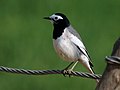 Motacilla alba personata, nonbreeding