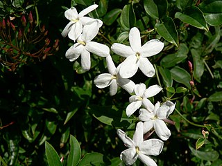 <span class="mw-page-title-main">Jasmineae</span> Tribe of flowering plants