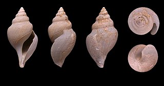 <i>Xanthodaphne bruneri</i> Species of gastropod