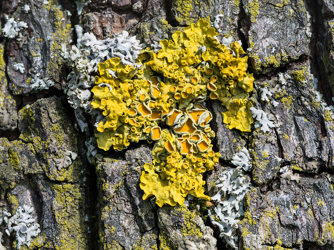 Xanthoria parietina