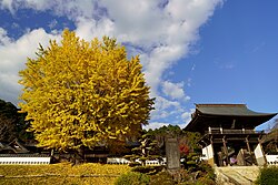 薬王寺の山門とイチョウ