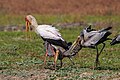 * Nomination Adult yellow-billed stork (Mycteria ibis) feeding 2 juveniles on the ground, Zambia --Tagooty 01:16, 17 August 2023 (UTC) * Promotion  Support Good quality. --Fabian Roudra Baroi 02:19, 17 August 2023 (UTC)