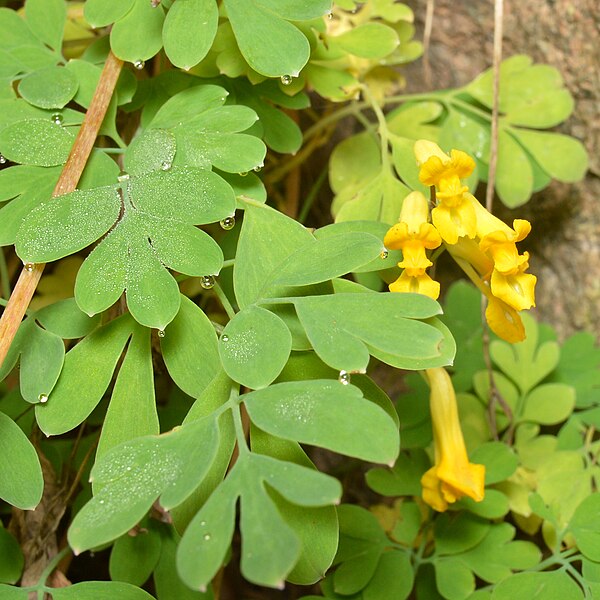 File:Yellow Corydalis (Pseudofumaria lutea) - Oslo, Norway 2020-11-08 (01).jpg