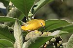 Thumbnail for Northern yellow white-eye