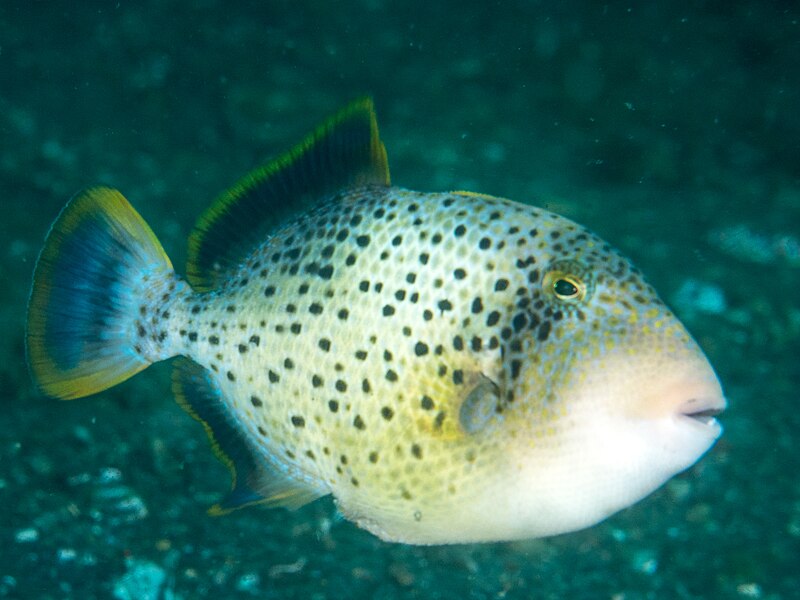 File:Yellowmargin triggerfish (Pseudobalistes flavimarginatus) (44127208034).jpg