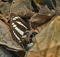 At Jayanti in Buxa Tiger Reserve in Jalpaiguri district of West Bengal, India