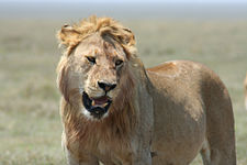 אריה מסאי צעיר בסרנגטי.