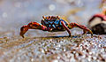 * Nomination Red rock crab (Grapsus grapsus), Cerro Brujo, San Cristobal Island, Galapagos Islands, Ecuador --Poco a poco 00:08, 21 December 2015 (UTC) * Promotion  Support Good quality.--Famberhorst 06:21, 21 December 2015 (UTC)