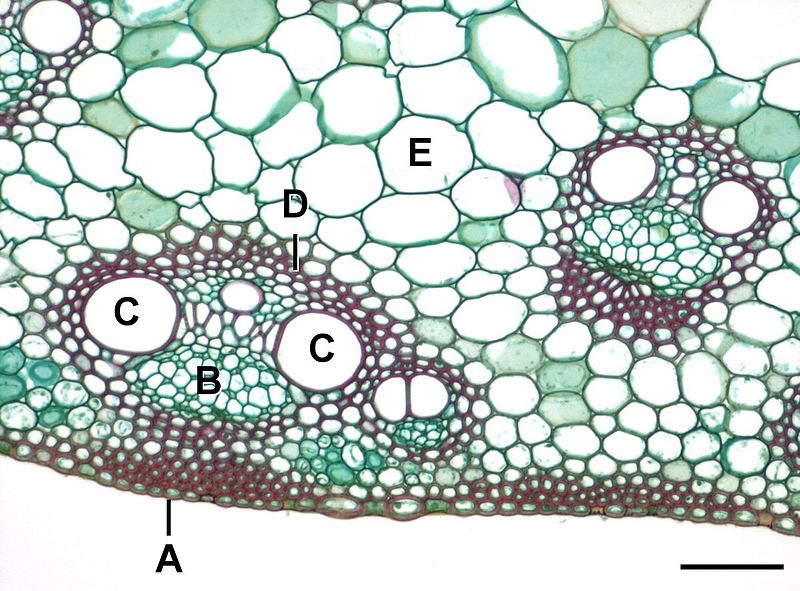 File:Zea stem L.jpg