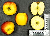 Zigny® auch HC2-1 is trademarke for an apple. Er kommt aus Frankreich der Anjou Region2003 Kreuzung 2019 Einfühtung in den Verkauf Züchter IFO-fruit, Valérie Fouillethttps://www.zingy-apple.com/a-natural-beauty/https://www.freshplaza.com/europe/article/9247728/this-year-we-expect-a-zingy-r-harvest-of-about-450-tons/