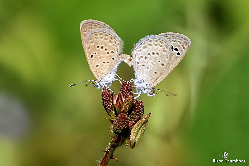 File:Zizina otis (Lesser Grass Blue) ചെറുപുല്‍നീലി. (38199284264).jpg