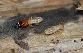 <i>Zootermopsis</i> Genus of termites