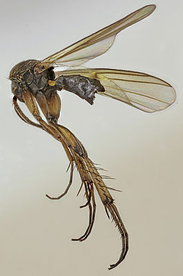 Zygomyia notata