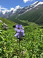 "Flowers Blossom at Valley of Flowers Chamoli, India" 60.jpg