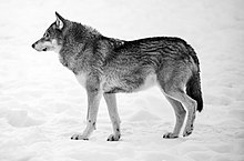 The wolf is one of the elements of otherness portrayed in the series. "The strength of the wolf is the pack, and the strength of the pack is the wolf" - Rudyard Kipling - Flickr - eba5684.jpg