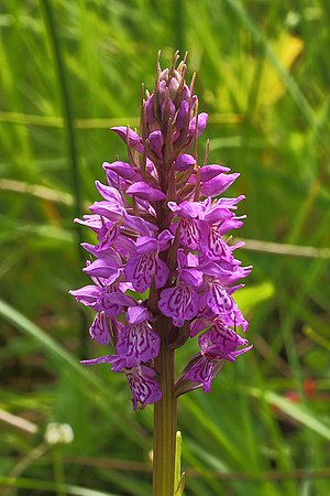 Dactylorhiza maculata subsp. maculata