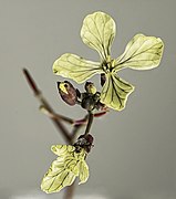 Raphanus raphanistrum (Wild radish) - flowers