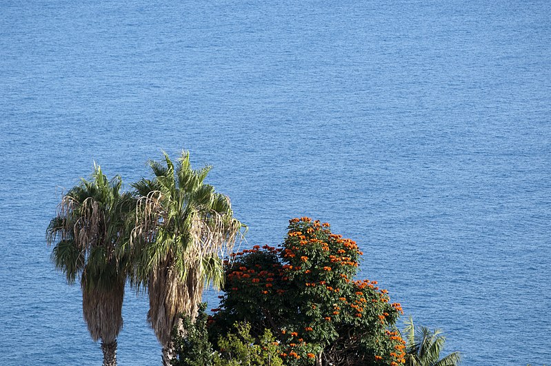 File:Árvore do fogo e palmeiras, Funchal - Aug 2012.jpg